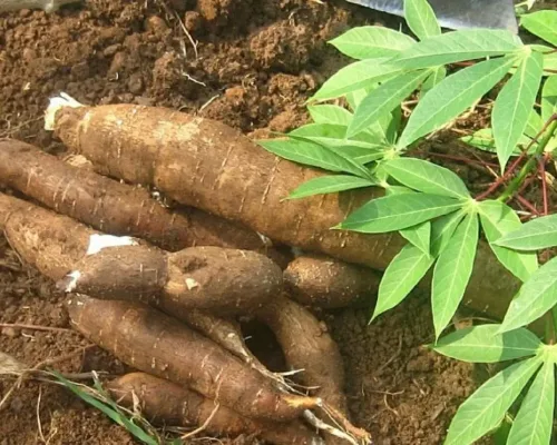 Cassava